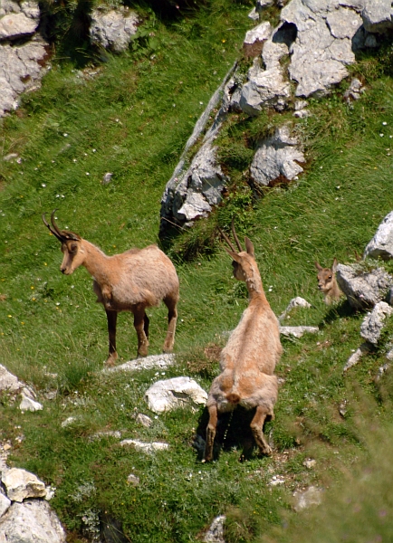 Camoscio d''Abruzzo Rupicapra pyrenaica ornata